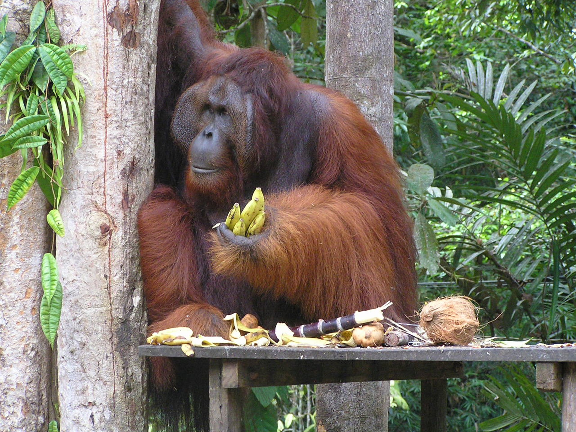 Okända Borneo